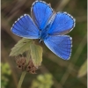 polyom bellargus imago10 kher